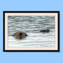 Seals swimming posters