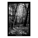 SEARCH FOR THE WHITE RABBIT posters
