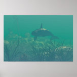 Searching the wreck posters