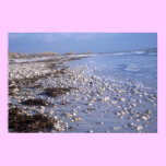 Seashell At The Ocean posters
