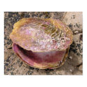Seashell by the seashore posters
