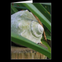 Seashell cards