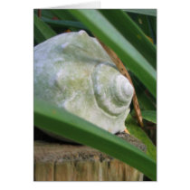 Seashell cards