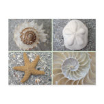 Seashell Collage Postcard