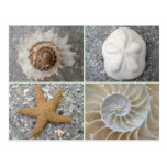 Seashell Collage Postcard