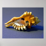 Seashell Cymatium lotoium Poster