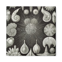 Seashell design refrigerator magnets