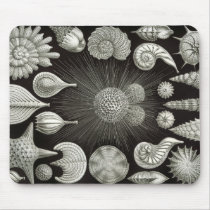 Seashell design mouse pad