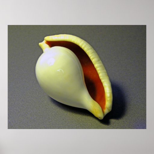 Seashell Egg Cowry  cyreaea ovum Poster