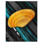 seashell flyers