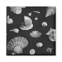 Seashell magnet magnets