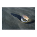 Seashell, New Zealand posters