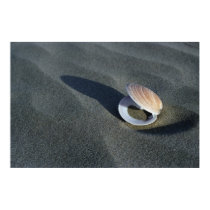 Seashell, New Zealand posters
