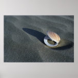 Seashell, New Zealand posters