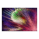 seashell of color posters