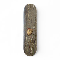 Seashell on the Seashore skateboards