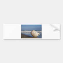 Seashell on the Shore Bumper Stickers