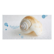 Seashell Perfection photo cards by vanpinni Seashell Perfection photo cards