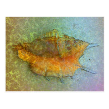 SEASHELL Postcard