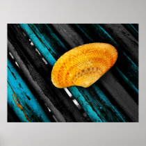 seashell posters