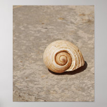 SeaShell Posters
