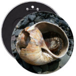Seashell With Slug Button