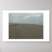 Seashells along the beach. posters