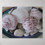 Seashells and Stones Oil Painting Poster