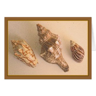 Seashells Blank Card card