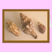 Seashells Blank Card