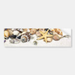 Seashells Bumper Sticker