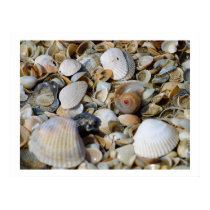 Seashells by the seashore posters by art_prints_posters Seashells by the seashore posters