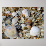 Seashells by the seashore posters
