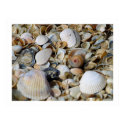 Seashells by the seashore posters by art_prints_posters Seashells by the seashore posters