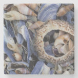 Seashells, Cape Town, Western Cape Stone Coaster