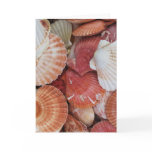 Seashells - close up sea shell photograph greeting card