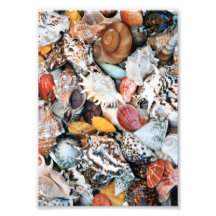 Seashells coloridos fotografía  