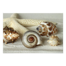 Seashells e impresión de la foto de la playa de la