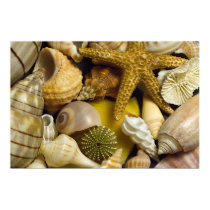 Seashells Florida posters