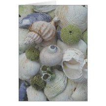 Seashells From Alaska Cards
