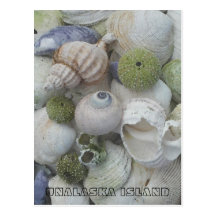 Seashells From Alaska Postcards