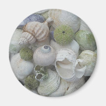 Seashells From Alaska Refrigerator Magnets