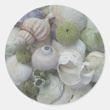 Seashells From Alaska Stickers