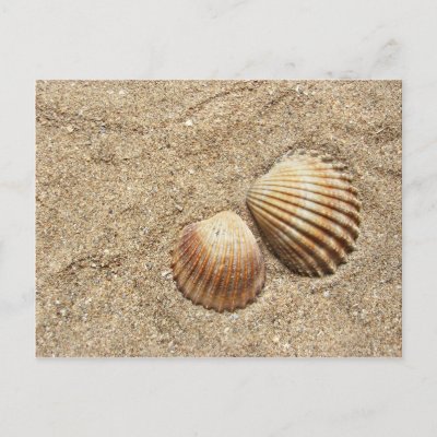 A couple of sea shells in the sand, close-up.
