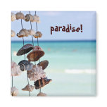 seashells, seashell, mexico, caribbeans,