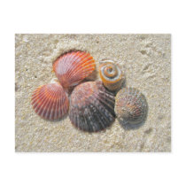 Seashells on the Beach Coordinating Items Post Card