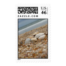 Seashells on the beach photograph postage stamps