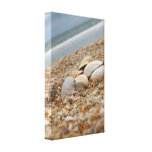 Seashells on the beach photography canvas print