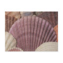Seashells Postcard by MidnightAkita Seashells Postcard