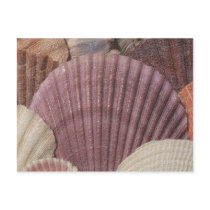 Seashells Postcard by MidnightAkita Seashells Postcard